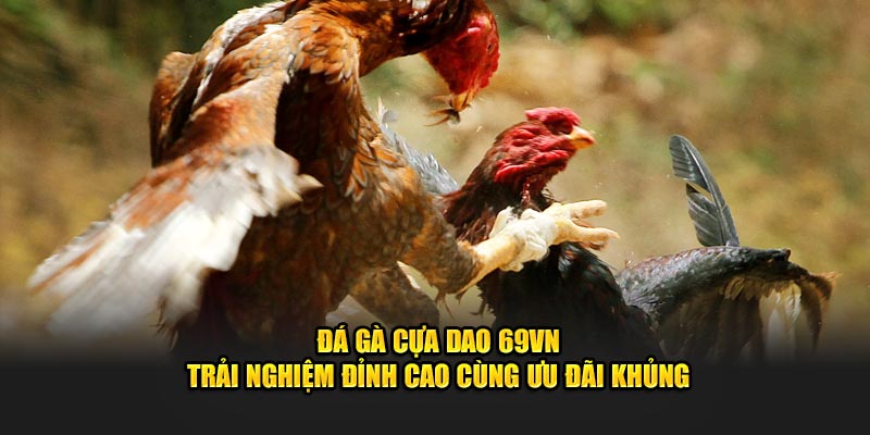 Đá Gà Cựa Dao 69VN - Trải Nghiệm Đỉnh Cao Cùng Ưu Đãi Khủng