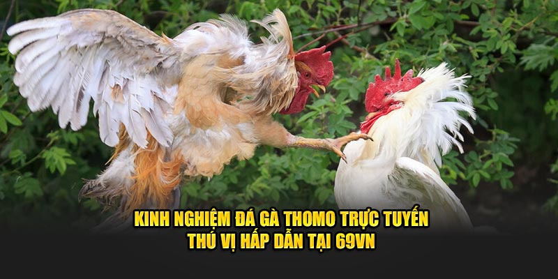 Kinh Nghiệm Đá Gà Thomo Trực Tuyến Thú Vị Hấp Dẫn Tại 69VN